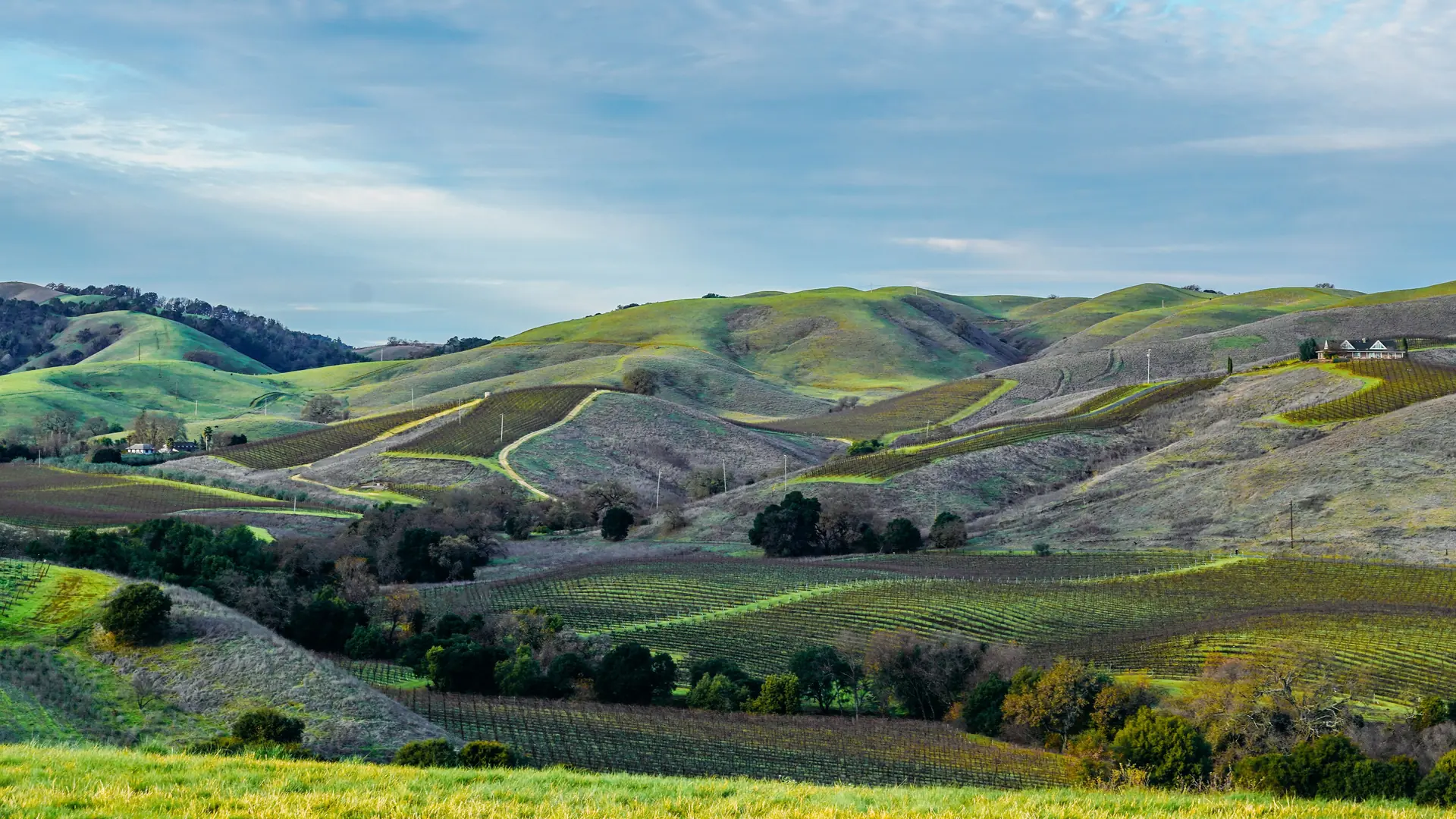 California Wine Capstone